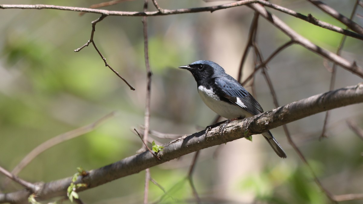 Black-throated Blue Warbler - ML100208991