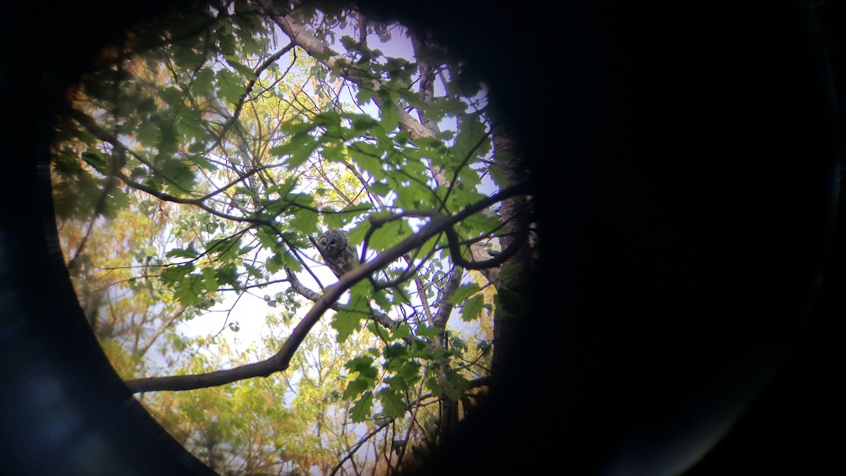 Barred Owl - Z D