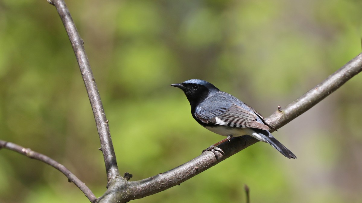 Black-throated Blue Warbler - ML100209131