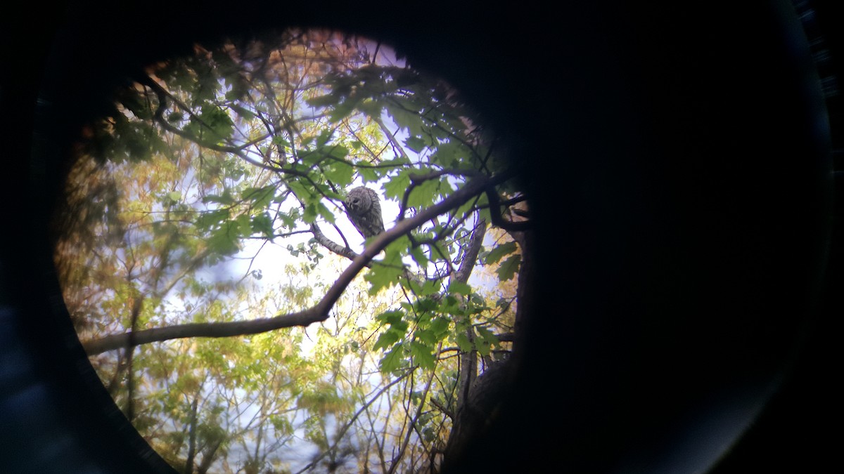 Barred Owl - Z D