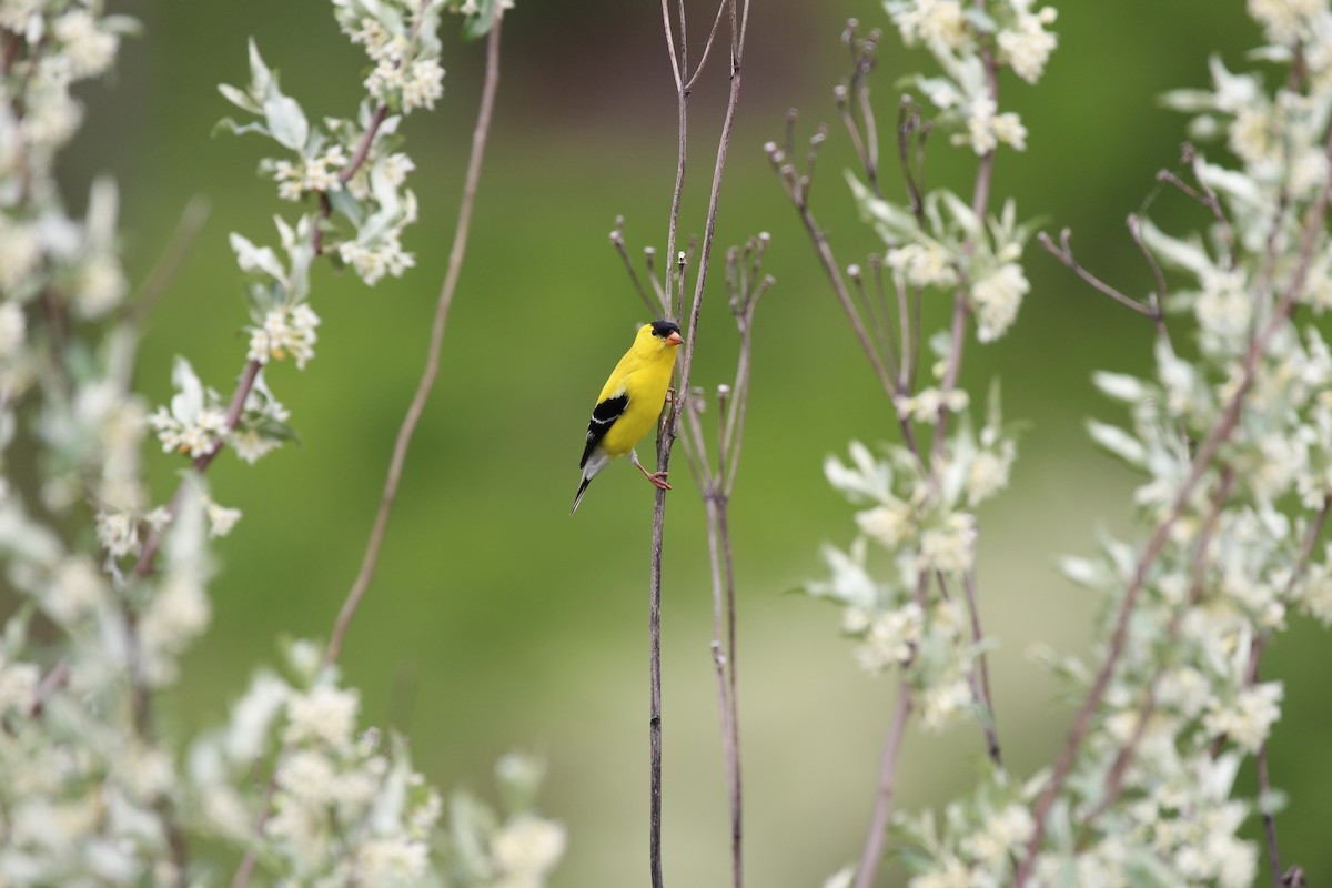 American Goldfinch - Russell Allison