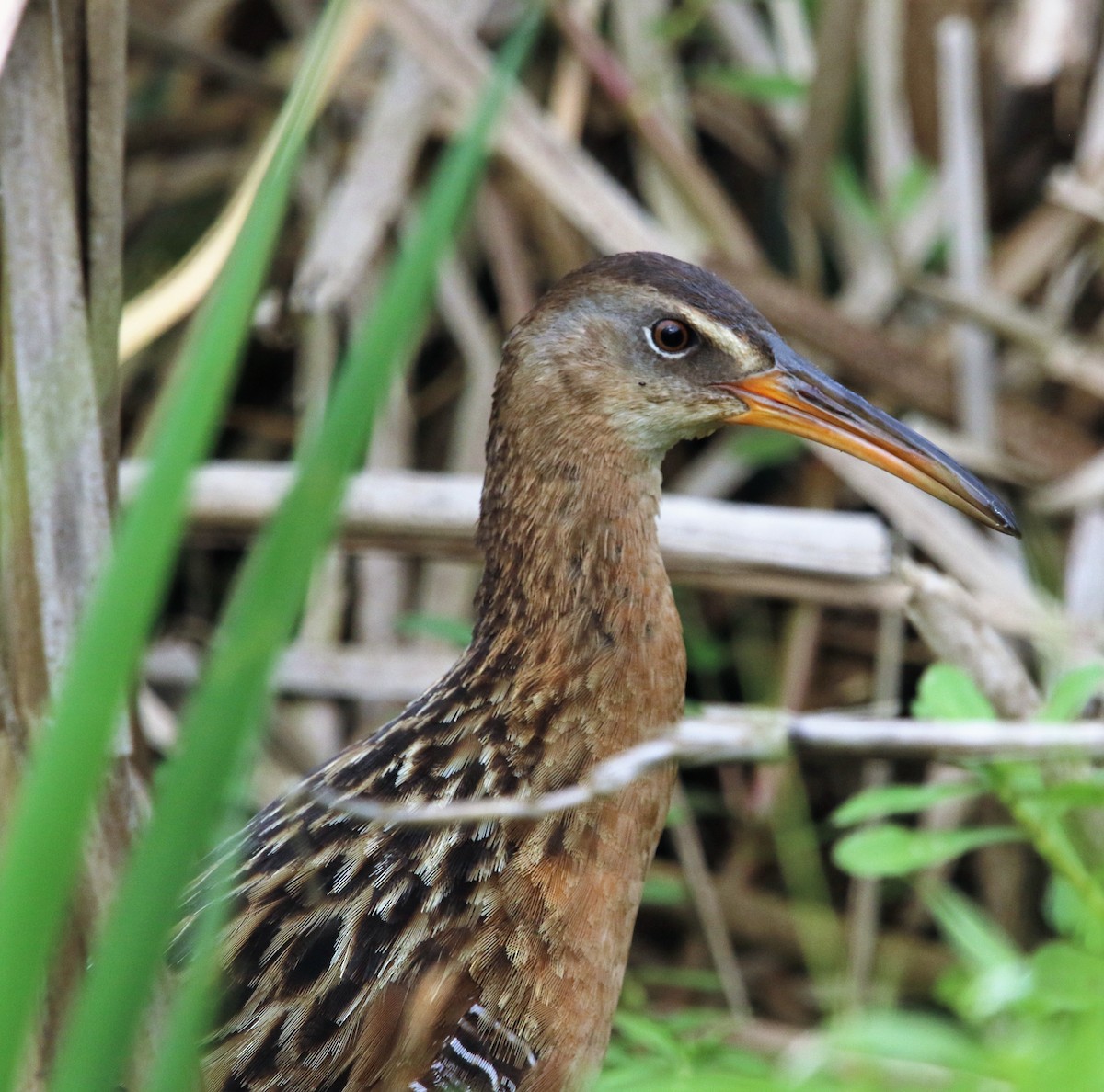 King Rail - ML100210381