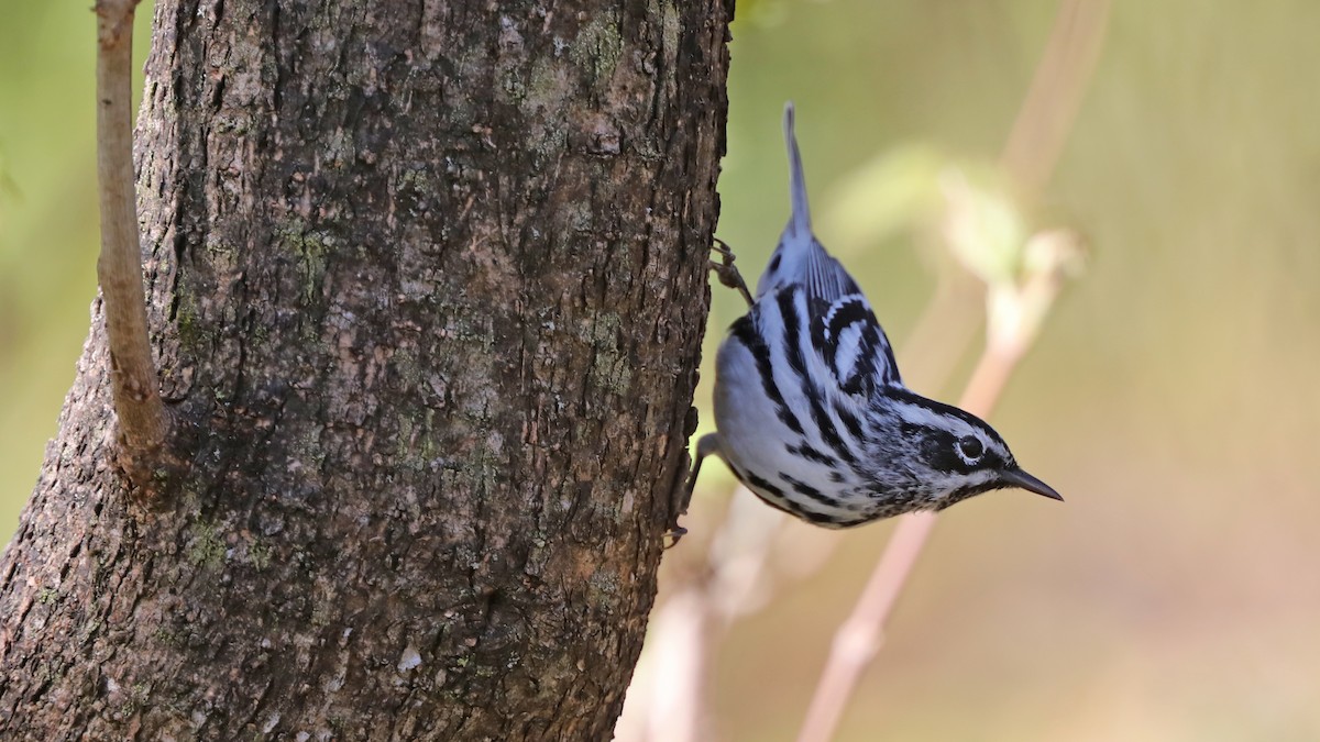 Black-and-white Warbler - ML100210621