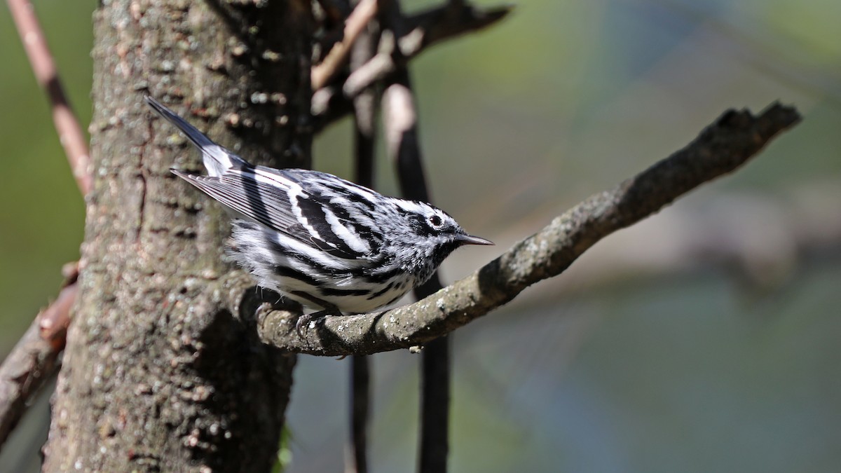Black-and-white Warbler - ML100210641