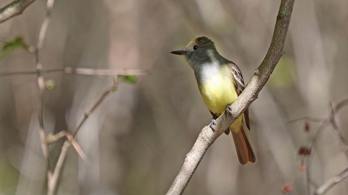 Great Crested Flycatcher - ML100210951