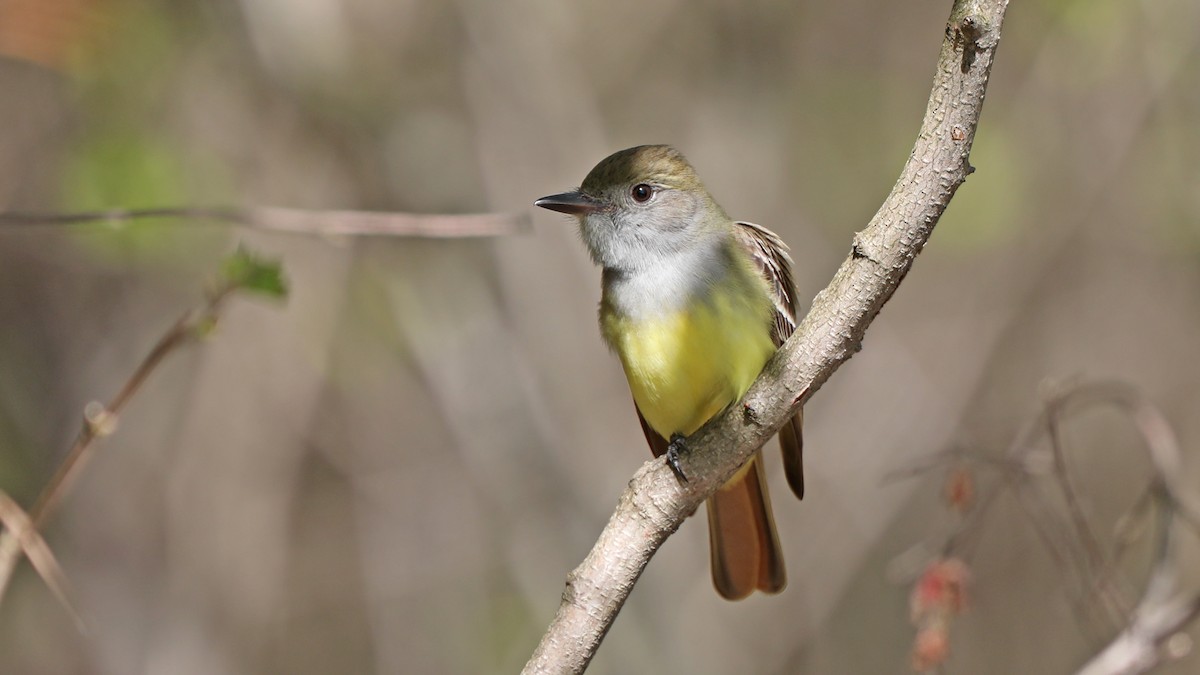 Great Crested Flycatcher - ML100211031