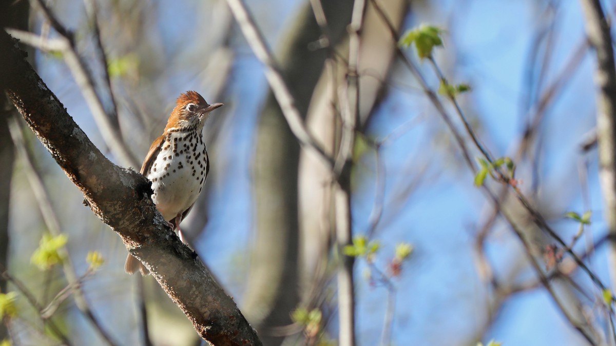 Wood Thrush - ML100211491