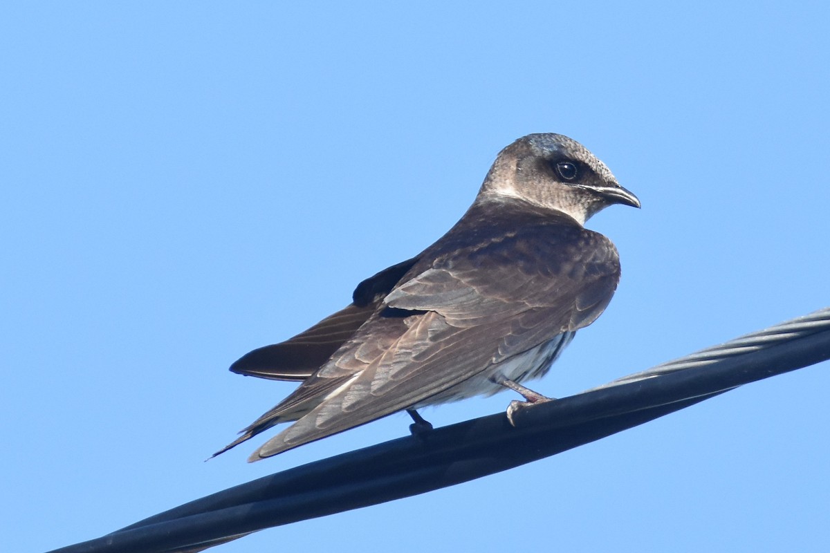 Purple Martin - Andrew Dobson