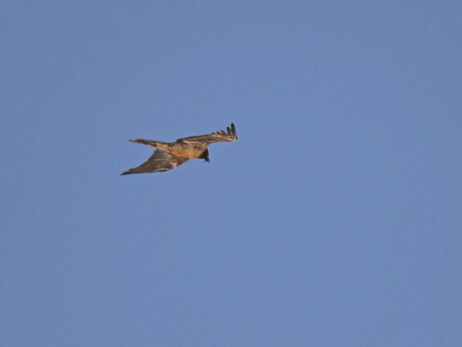 Bearded Vulture - ML100213011