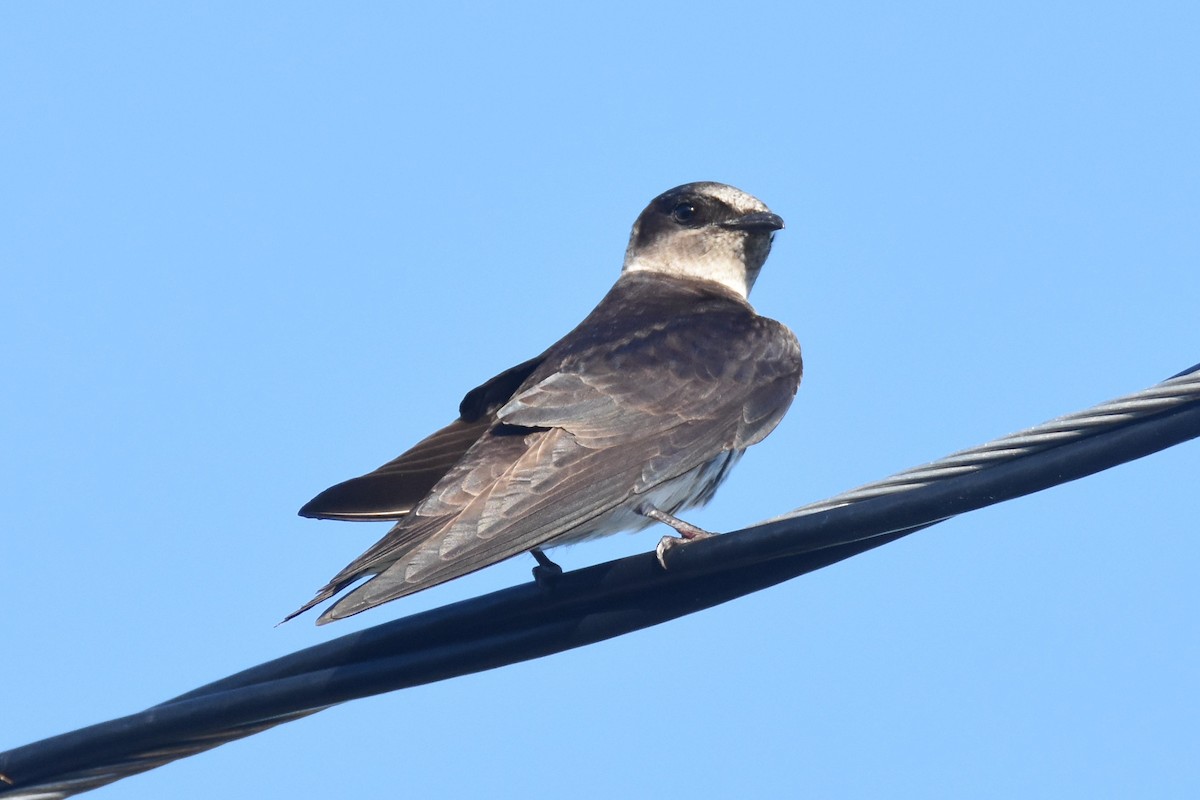 Purple Martin - ML100213021