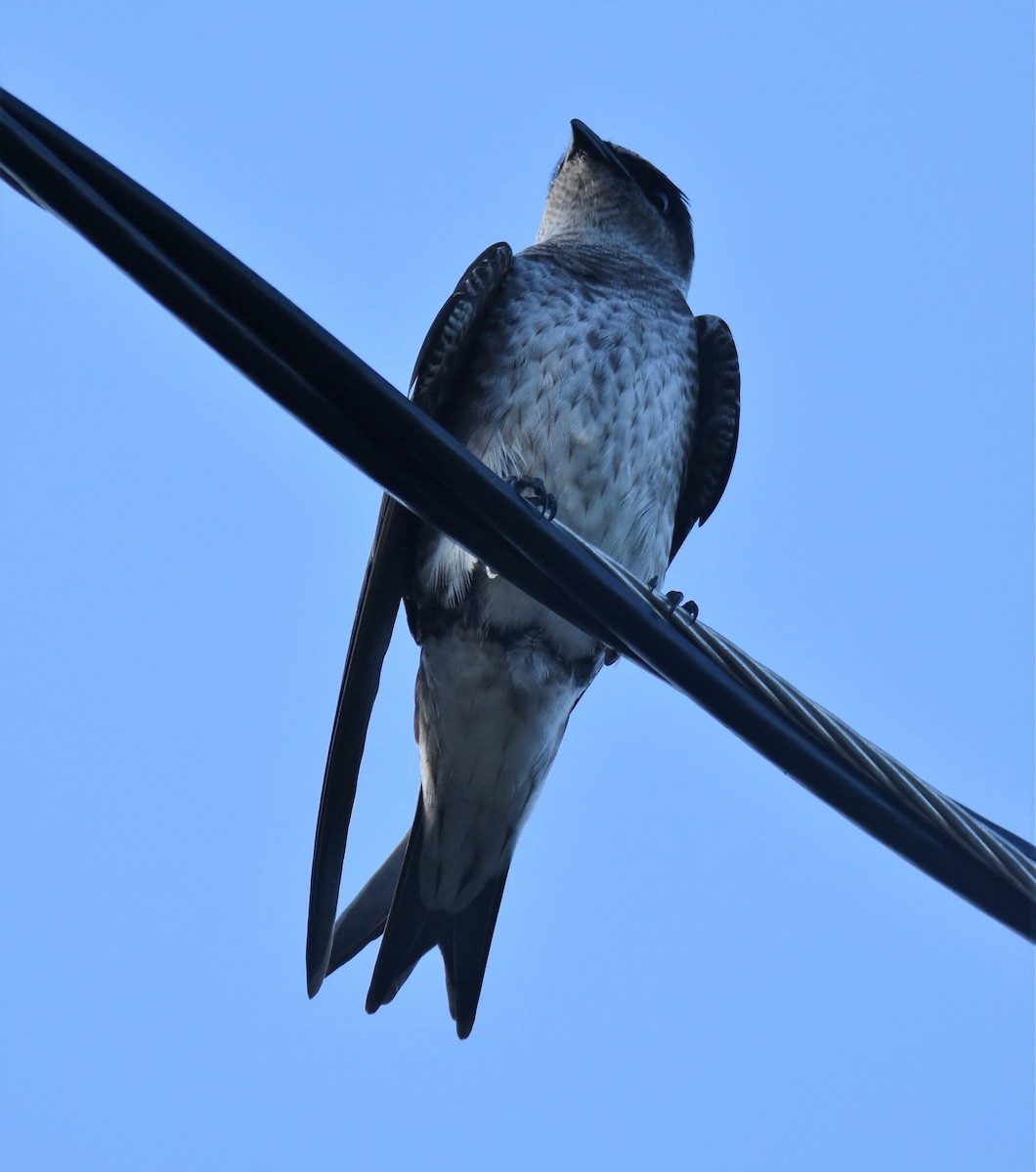 Purple Martin - ML100213031