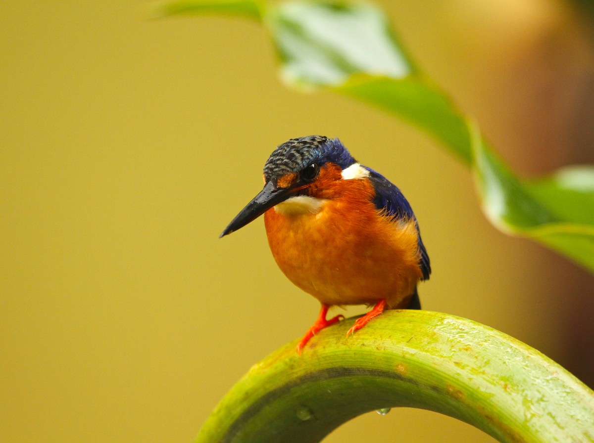 Malagasy Kingfisher - Adam Dudley