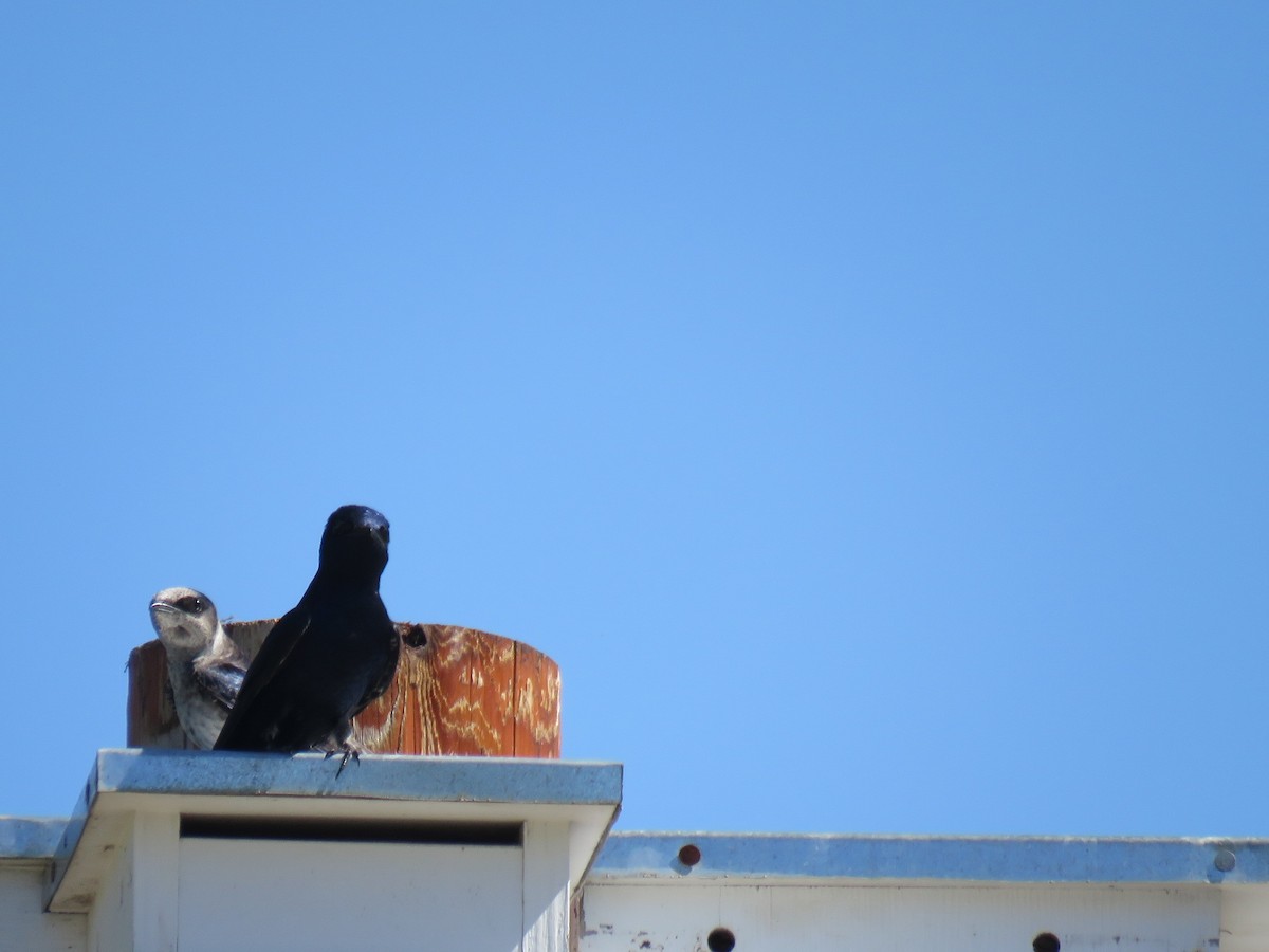 Purple Martin - ML100214281