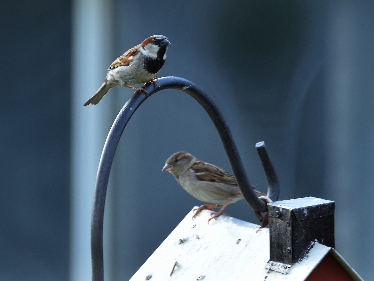 House Sparrow - John Du Pont