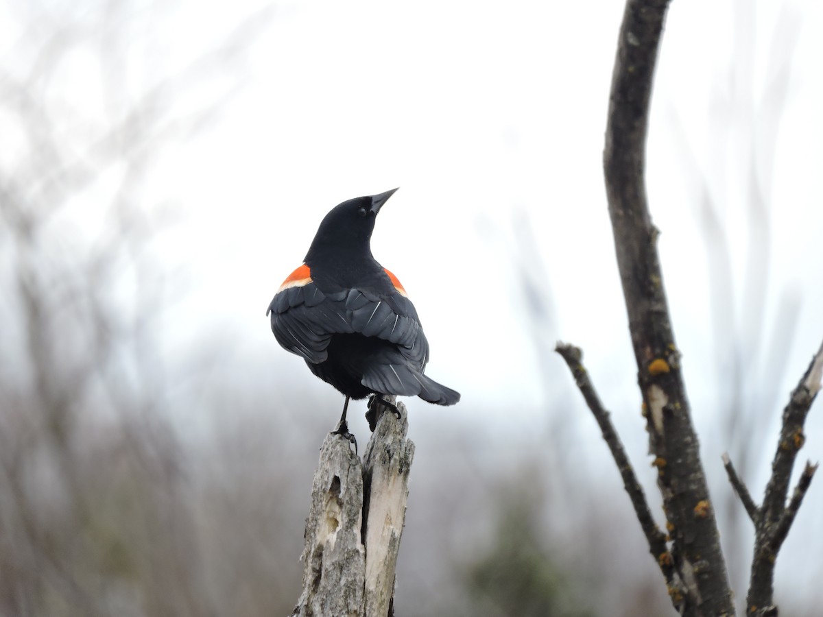 Red-winged Blackbird - Francis Joncas