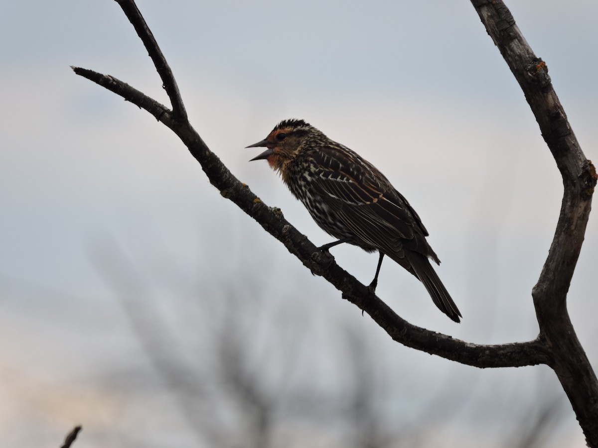 Red-winged Blackbird - ML100216801