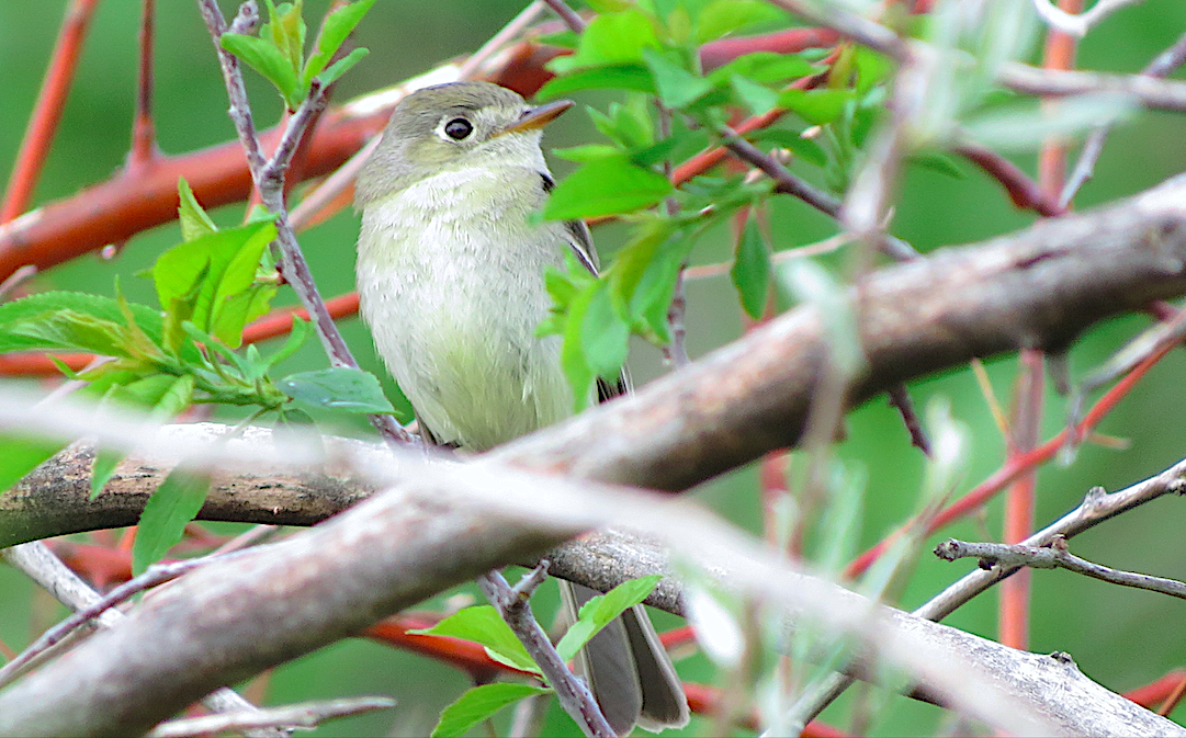 Gray Flycatcher - ML100218001