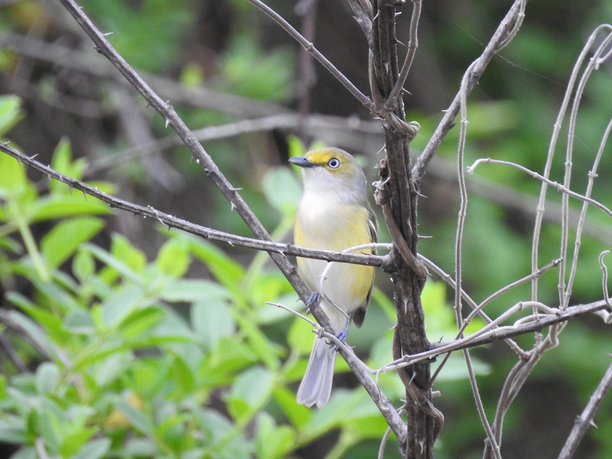 Ak Gözlü Vireo - ML100218381