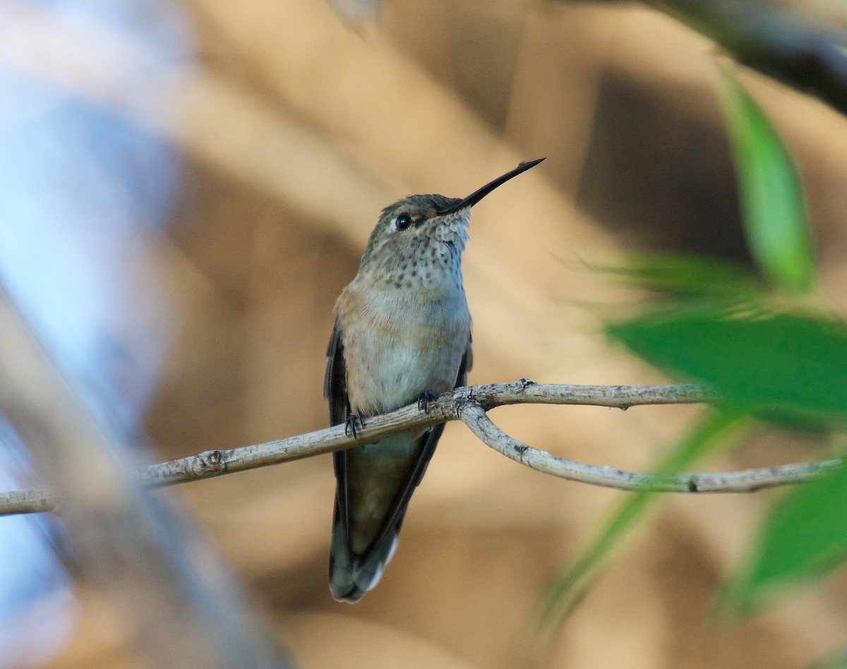 Broad-tailed Hummingbird - ML100218871