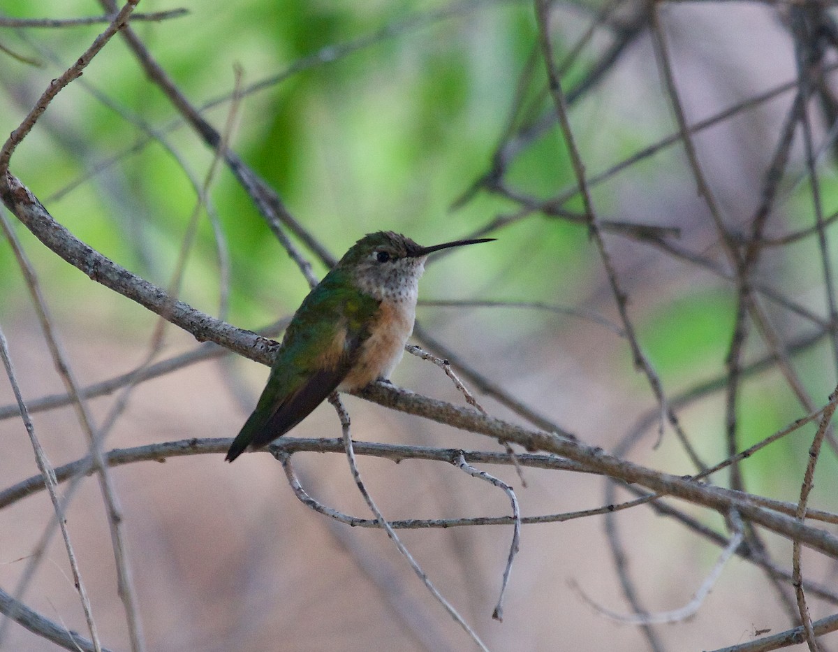 Broad-tailed Hummingbird - Matt Brady