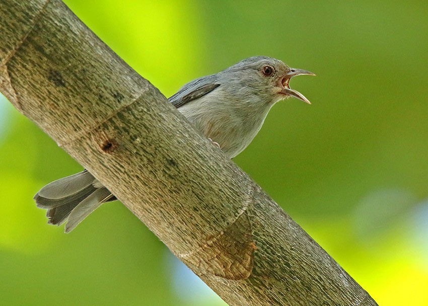 Pearly-breasted Conebill - ML100220791