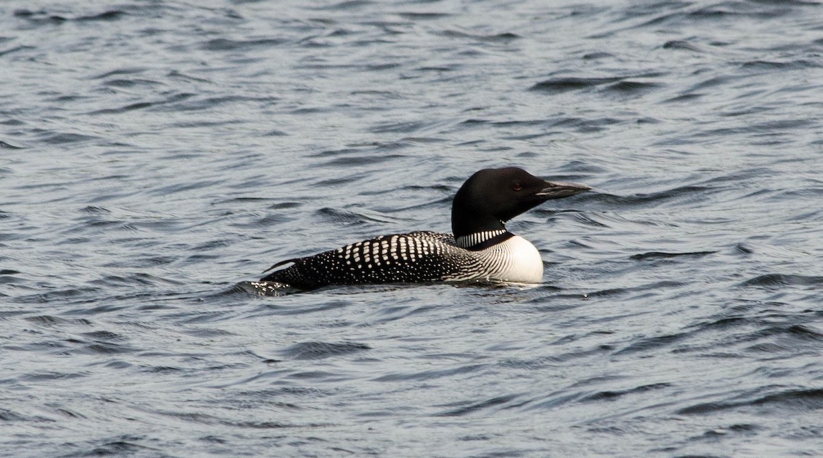 Common Loon - Neil DeMaster