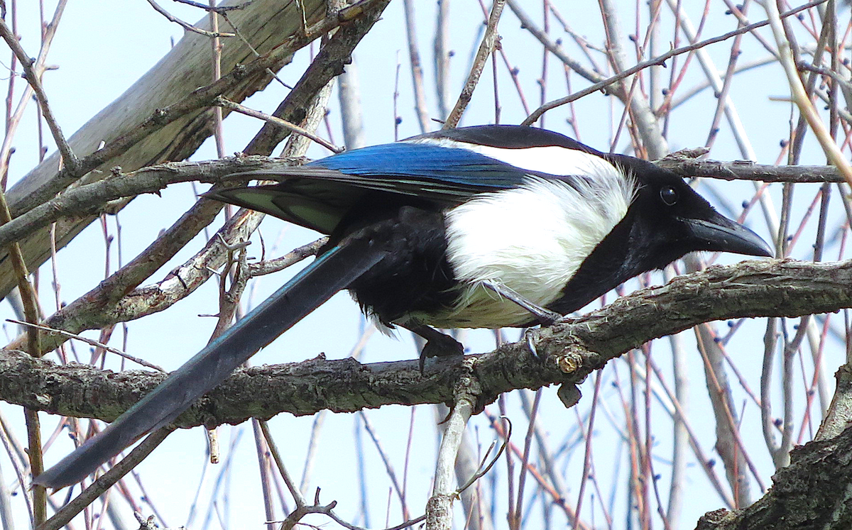 Black-billed Magpie - ML100223011