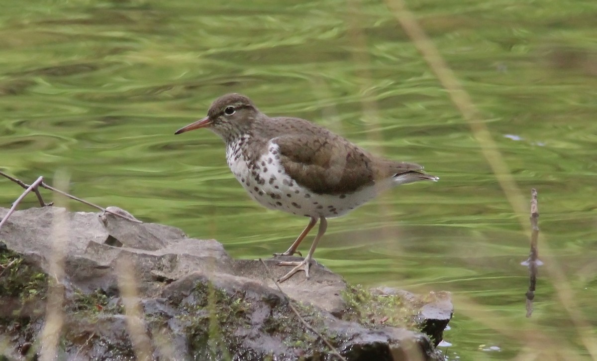 Spotted Sandpiper - Tom Smith