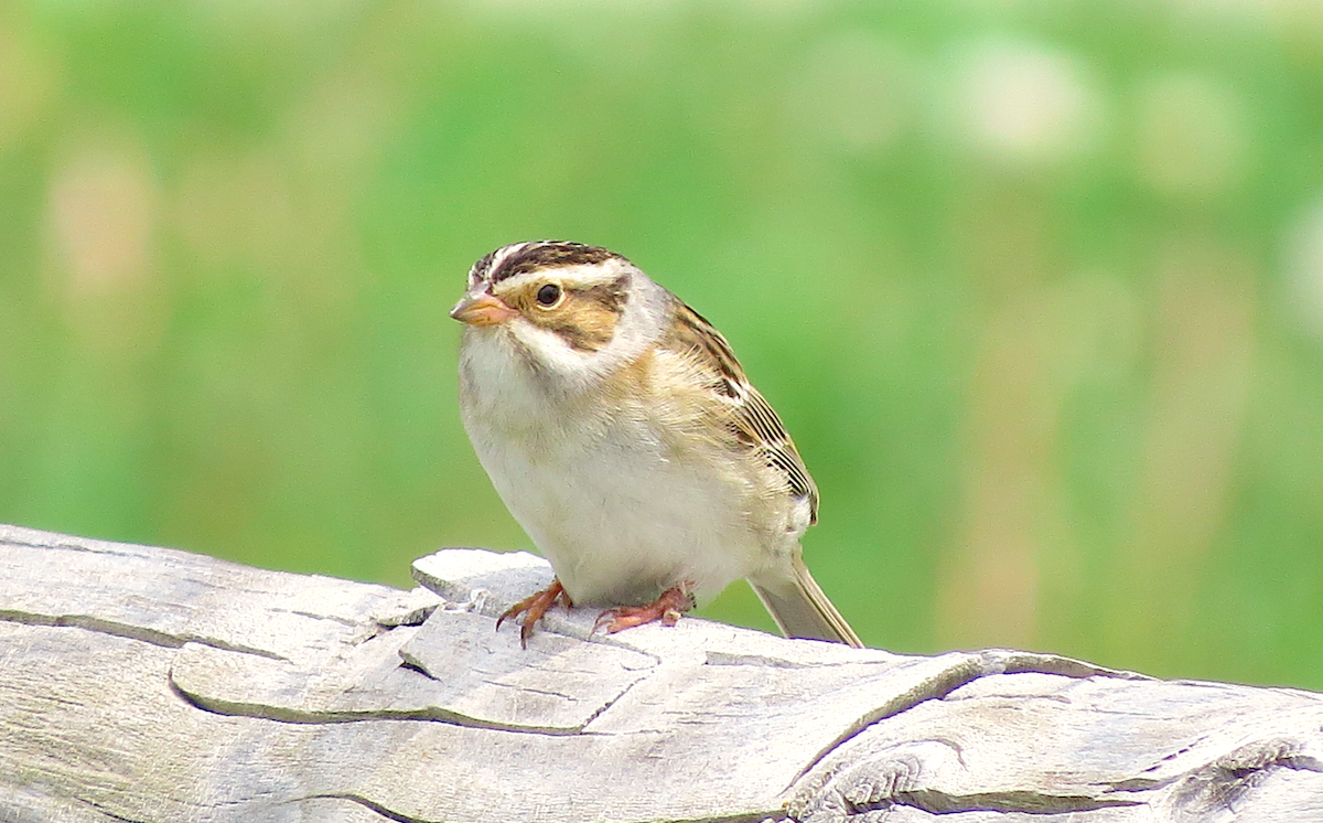 Clay-colored Sparrow - ML100228741