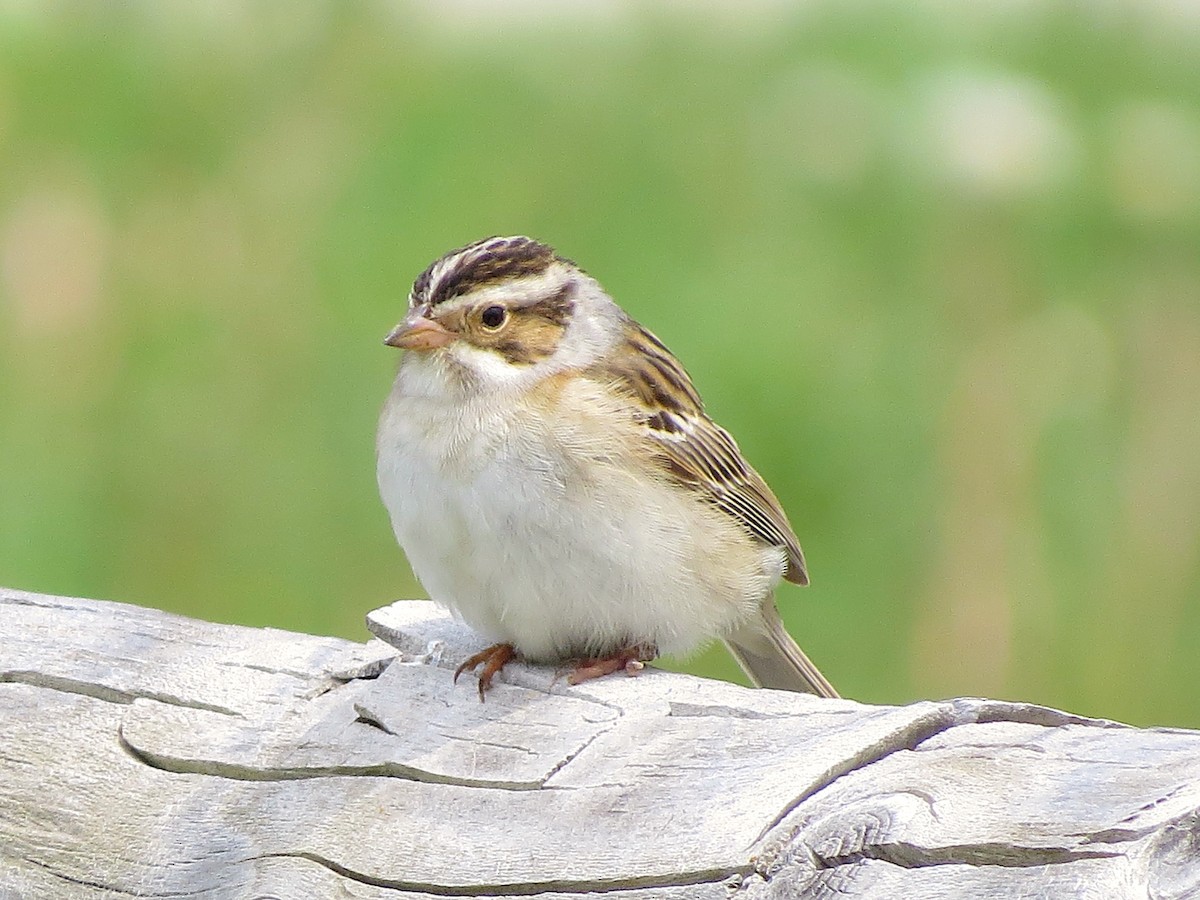 Clay-colored Sparrow - ML100228911