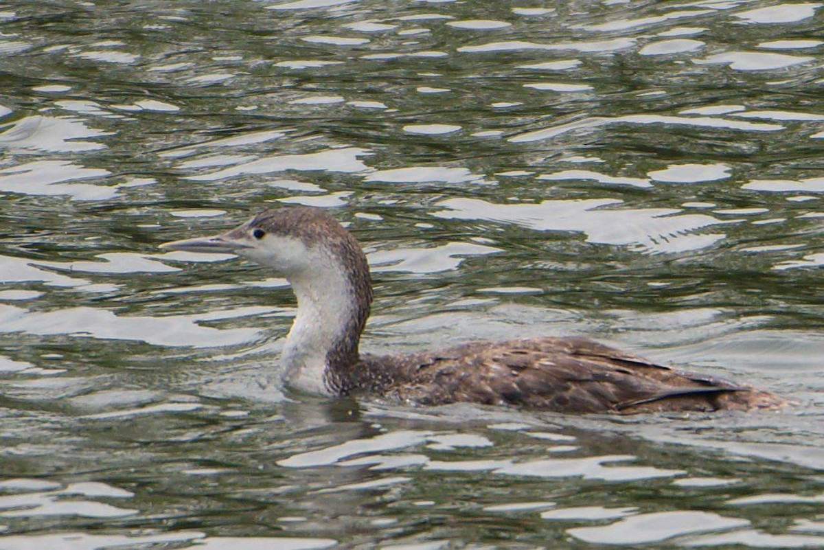 Red-throated Loon - ML100230221
