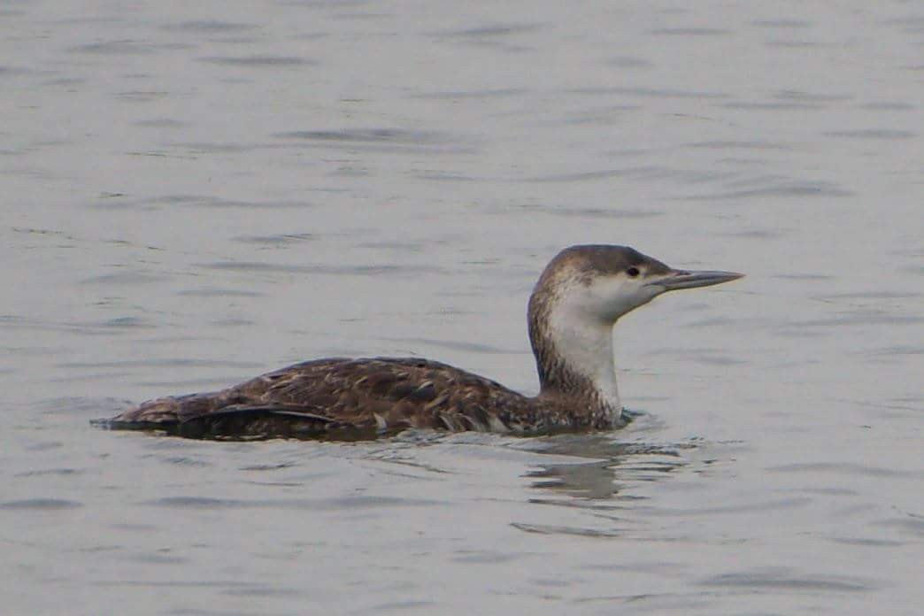 Red-throated Loon - ML100230281