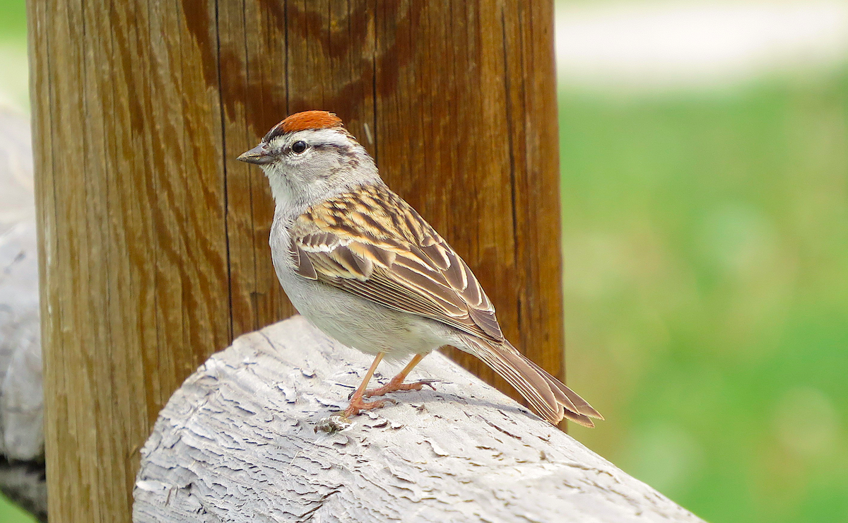 Chipping Sparrow - ML100230341