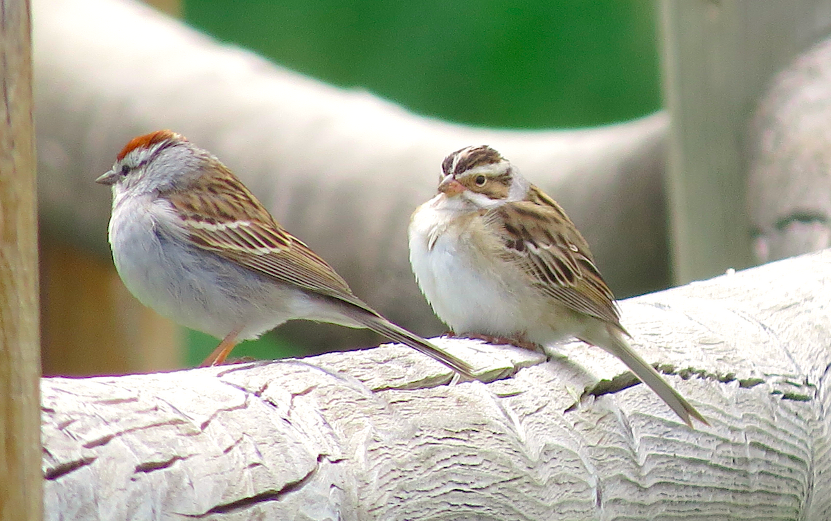 Chipping Sparrow - ML100230841