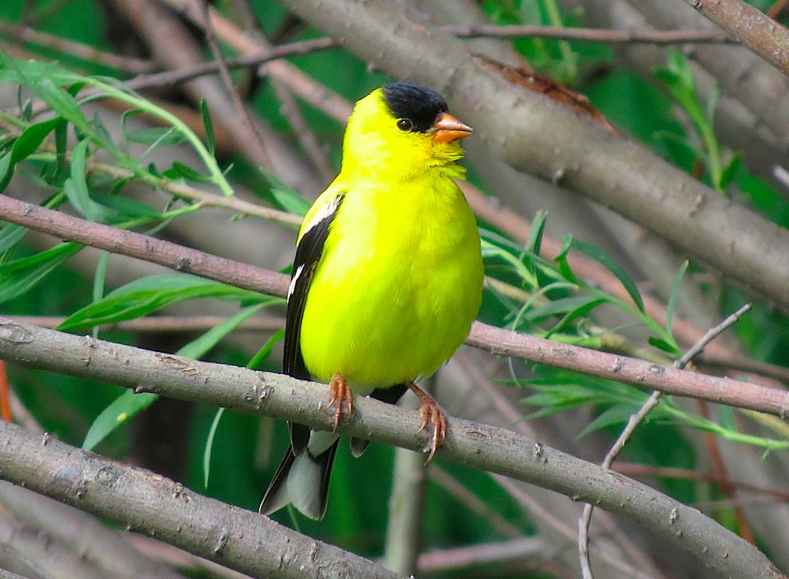 American Goldfinch - ML100232601