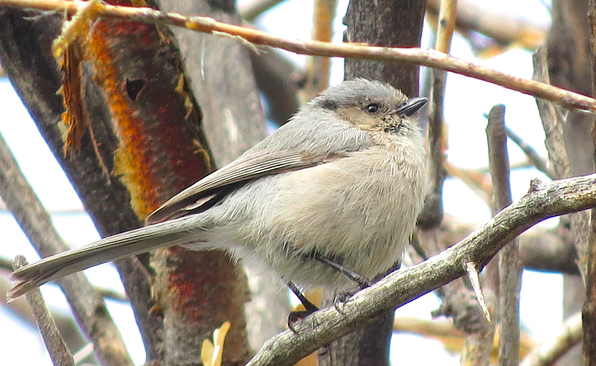 Bushtit - Ted Floyd