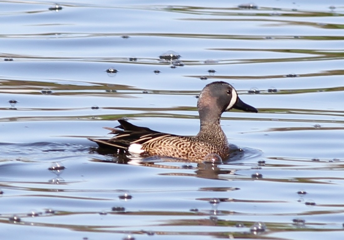 Blue-winged Teal - George Forsyth