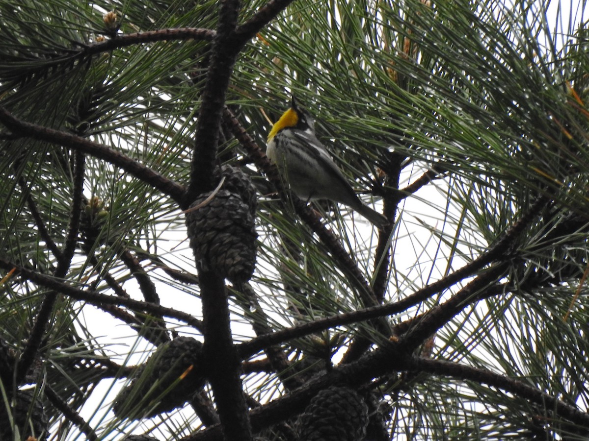 Yellow-throated Warbler - ML100233551