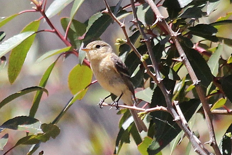 Buff-breasted Flycatcher - ML100233591