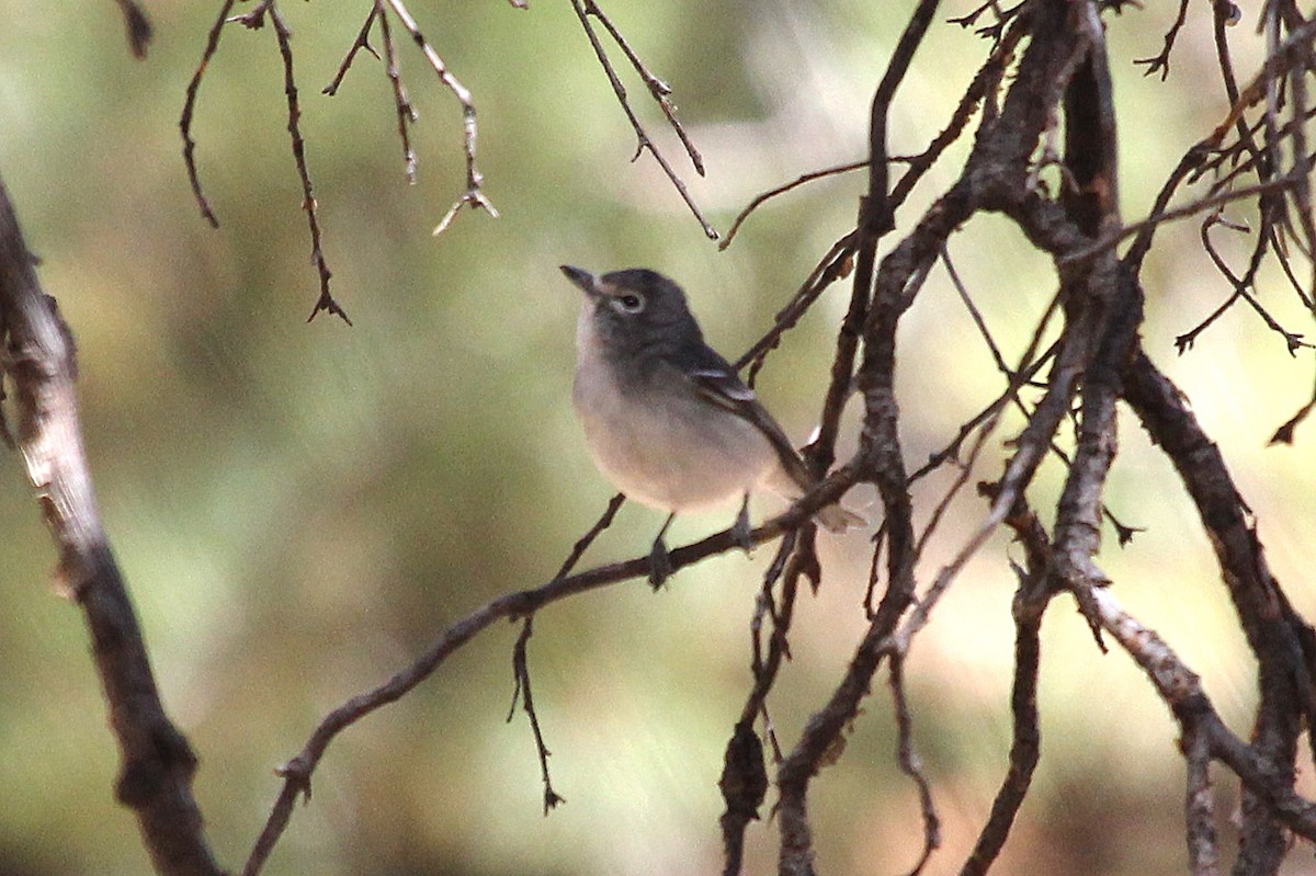 Plumbeous Vireo - ML100233711