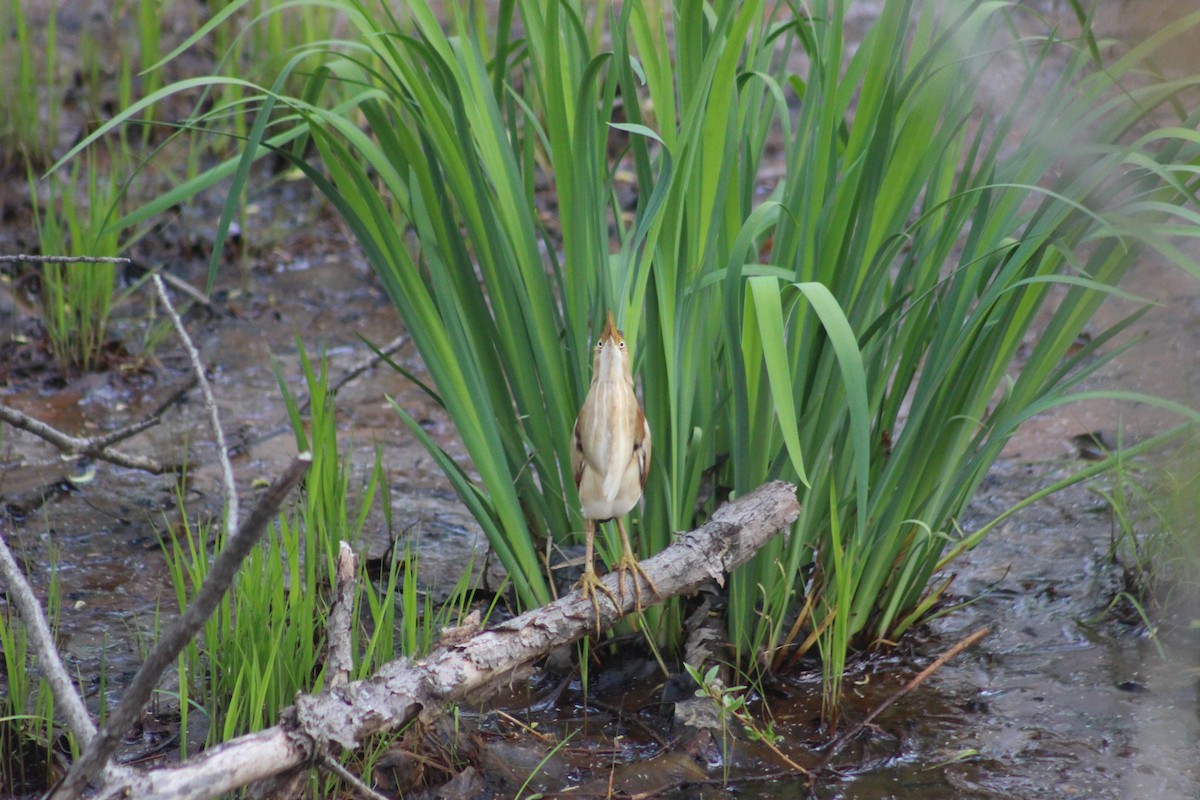 Least Bittern - ML100234981