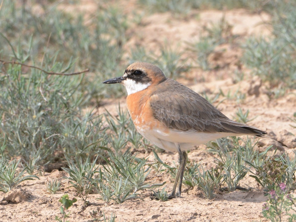 Greater Sand-Plover - ML100234991