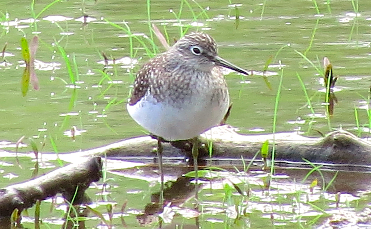 Solitary Sandpiper - ML100236551