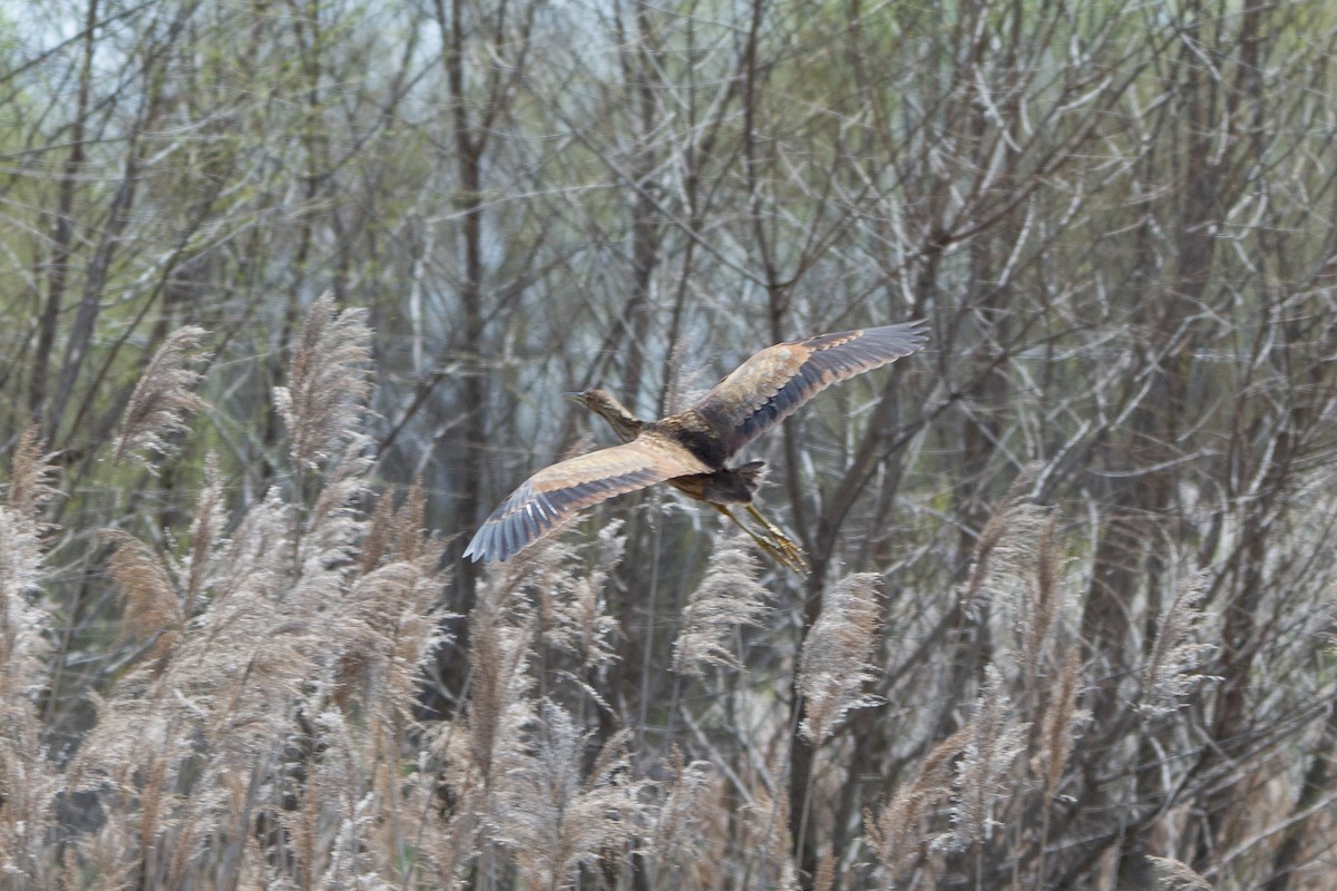 American Bittern - ML100237021