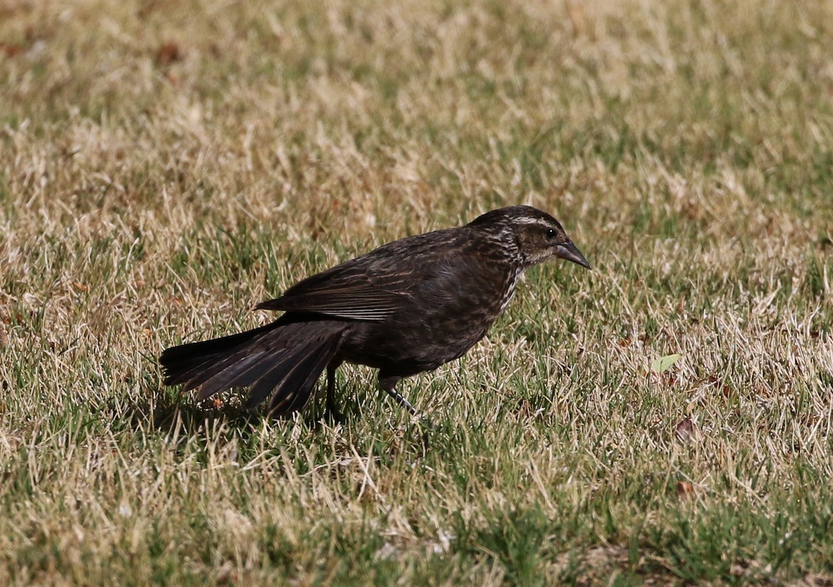 Tricolored Blackbird - Tom Benson