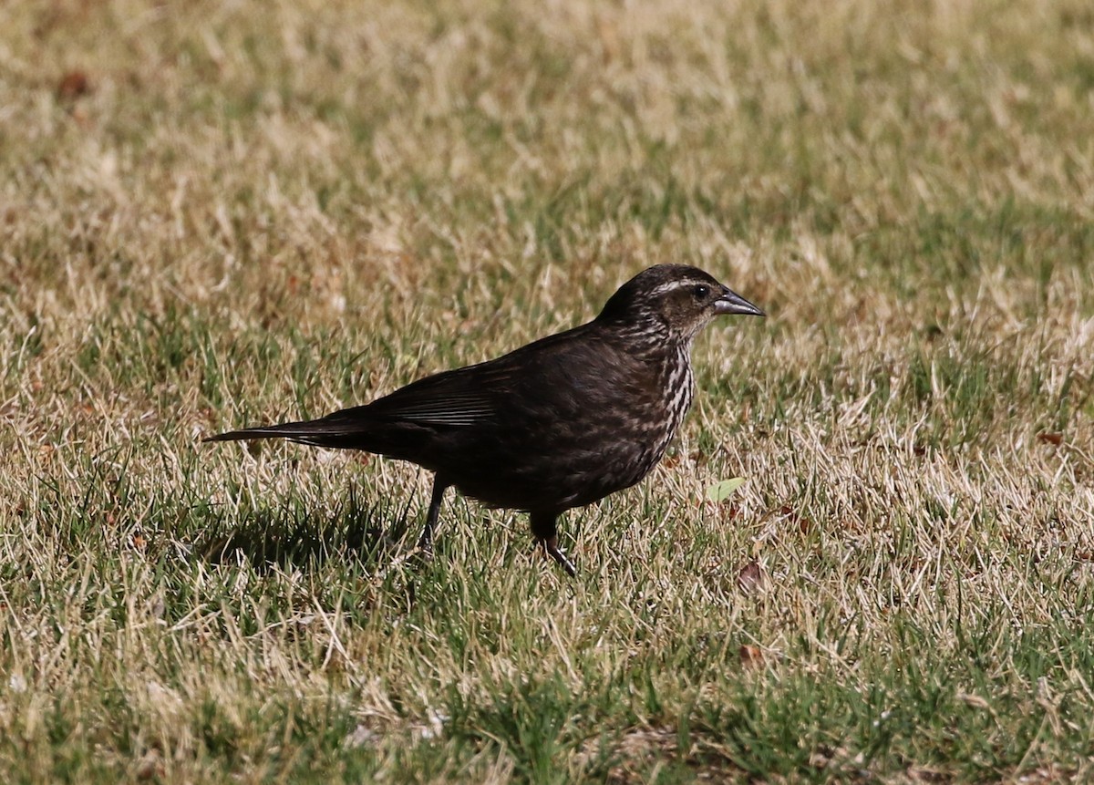 Tricolored Blackbird - Tom Benson