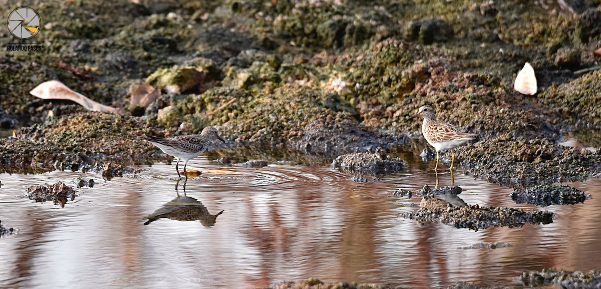 Pectoral Sandpiper - Rolando Tomas Pasos Pérez