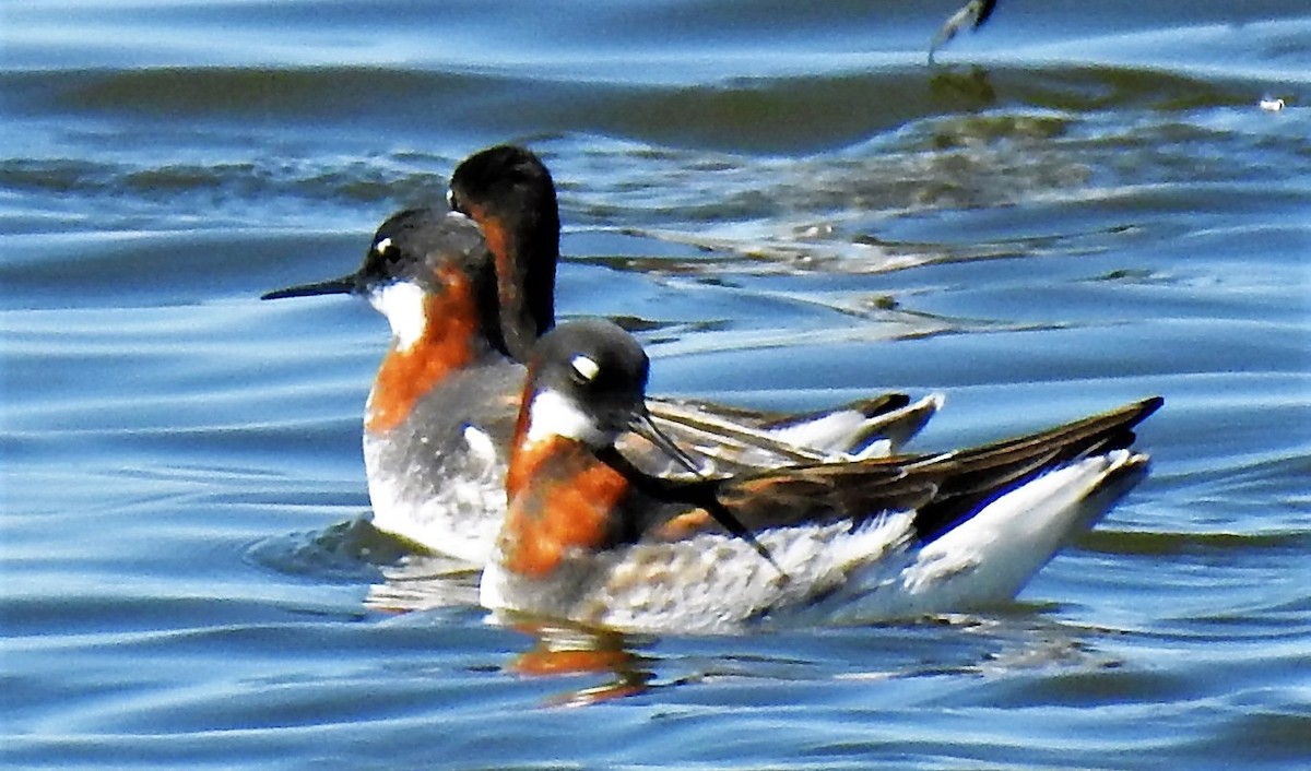 Red-necked Phalarope - ML100239021