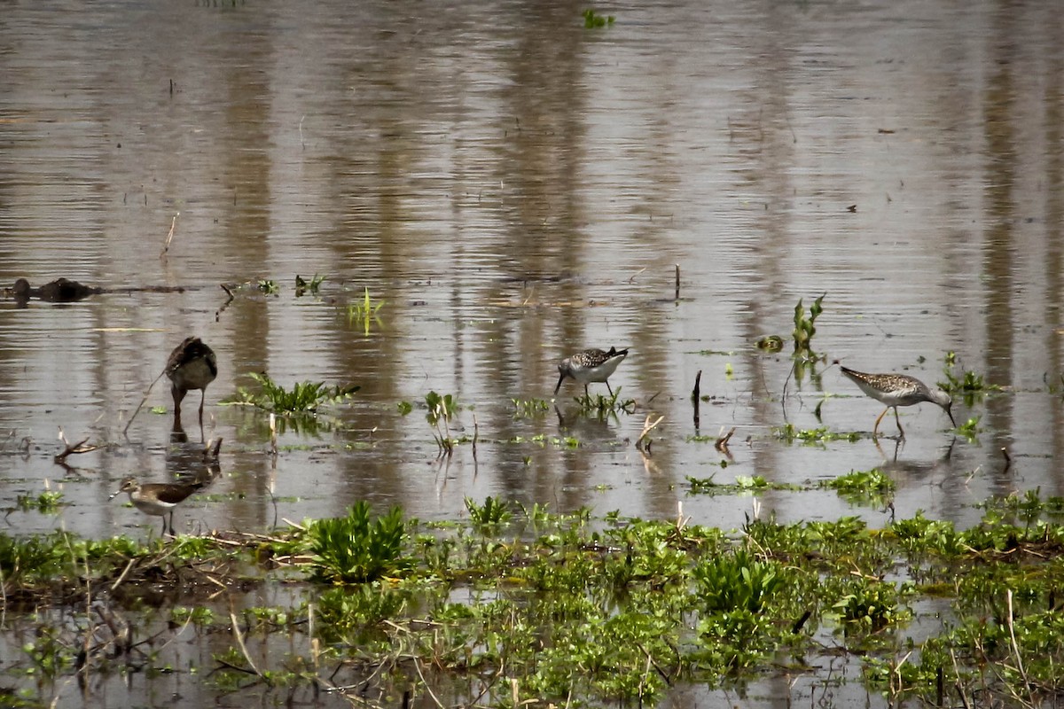 Hudsonian Godwit - Marge Strempel