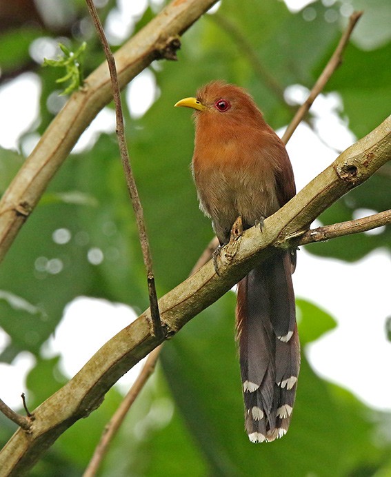 Little Cuckoo - ML100240661